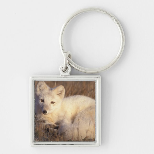 arctic fox, Alopex lagopus Key Ring (Front)