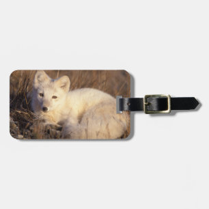 arctic fox, Alopex lagopus Luggage Tag