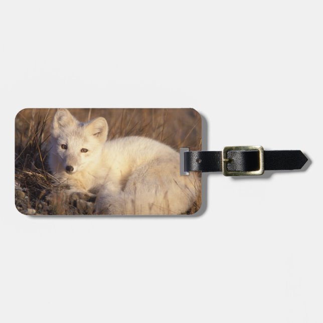 arctic fox, Alopex lagopus Luggage Tag (Front Horizontal)