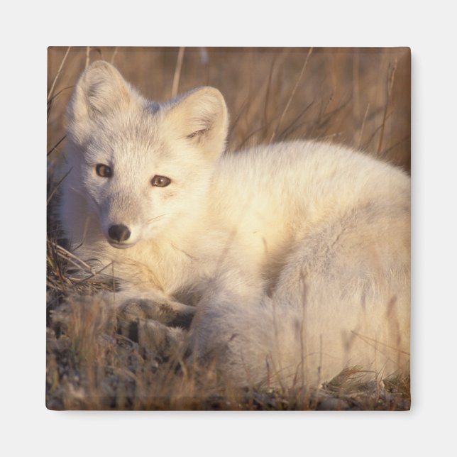 arctic fox, Alopex lagopus Magnet (Front)