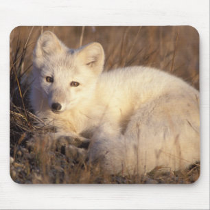 arctic fox, Alopex lagopus Mouse Mat