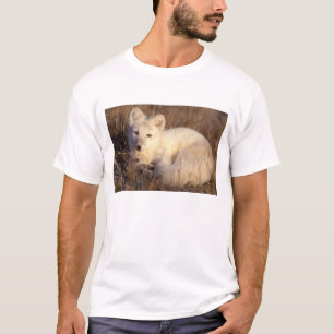 arctic fox, Alopex lagopus T-Shirt