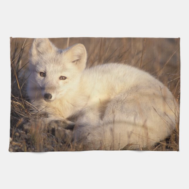 arctic fox, Alopex lagopus Tea Towel (Horizontal)