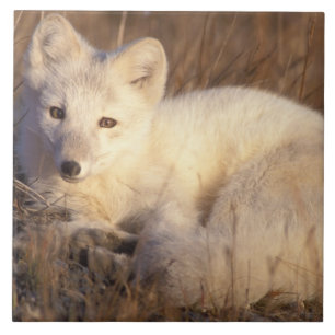 arctic fox, Alopex lagopus Tile