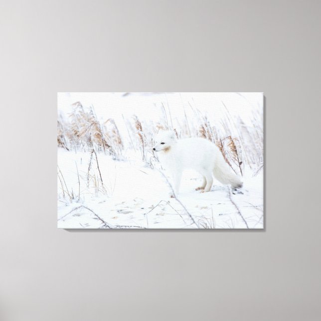 Arctic Fox Canvas Print (Front)