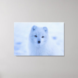 Arctic Fox Canvas Print