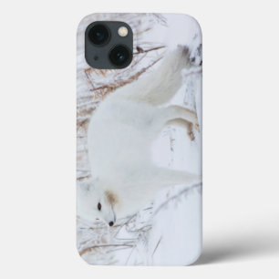 Arctic Fox iPhone 13 Case