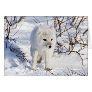 Arctic Fox , Churchill Wildlife Management Area
