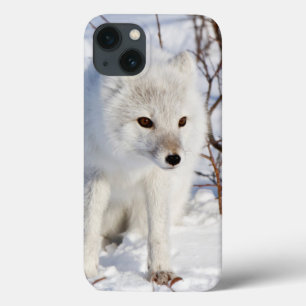 Arctic Fox , Churchill Wildlife Management Area iPhone 13 Case