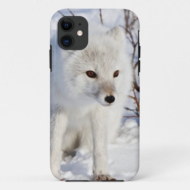 Arctic Fox , Churchill Wildlife Management Area Case-Mate iPhone Case (Back)