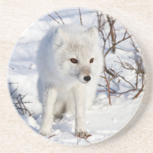 Arctic Fox , Churchill Wildlife Management Area Coaster
