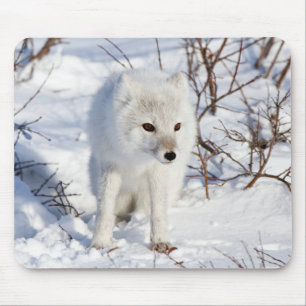 Arctic Fox , Churchill Wildlife Management Area Mouse Mat