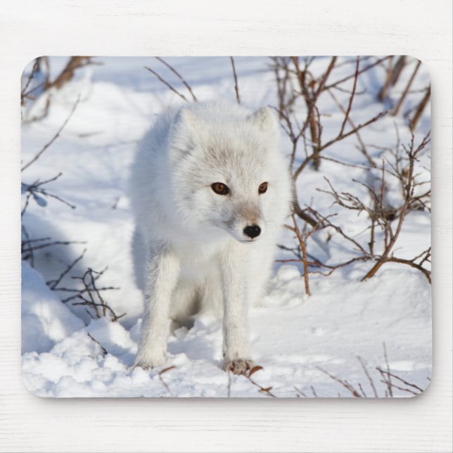 Arctic Fox , Churchill Wildlife Management Area Mouse Mat (Front)