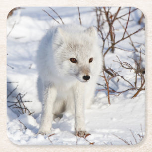 Arctic Fox , Churchill Wildlife Management Area Square Paper Coaster