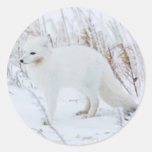 Arctic Fox Classic Round Sticker