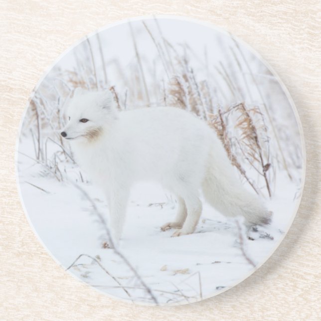 Arctic Fox Coaster (Front)