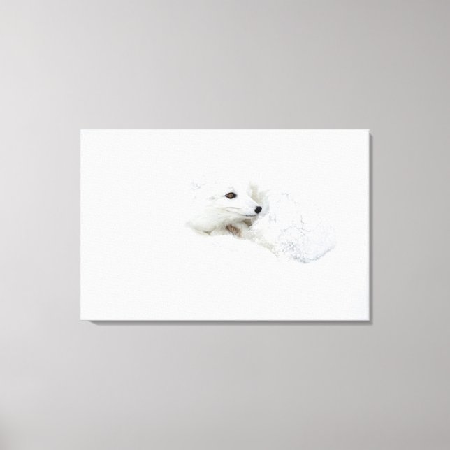 Arctic Fox curled up in winter Canvas Print (Front)