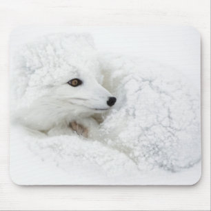 Arctic Fox curled up in winter Mouse Mat