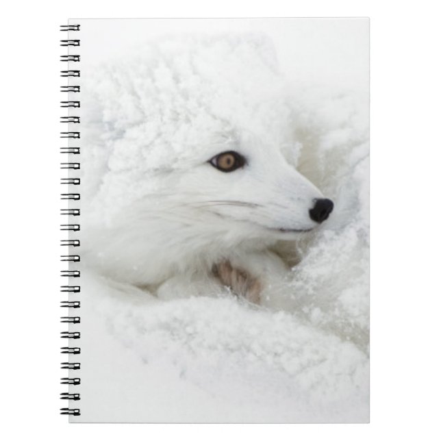 Arctic Fox curled up in winter Notebook (Front)