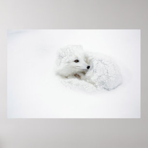 Arctic Fox curled up in winter Poster