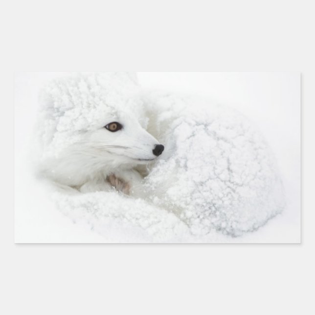 Arctic Fox curled up in winter Rectangular Sticker (Front)