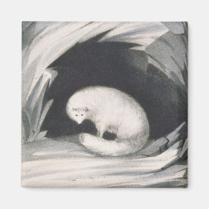 Arctic Fox, from 'Narrative of a Second Voyage in Magnet