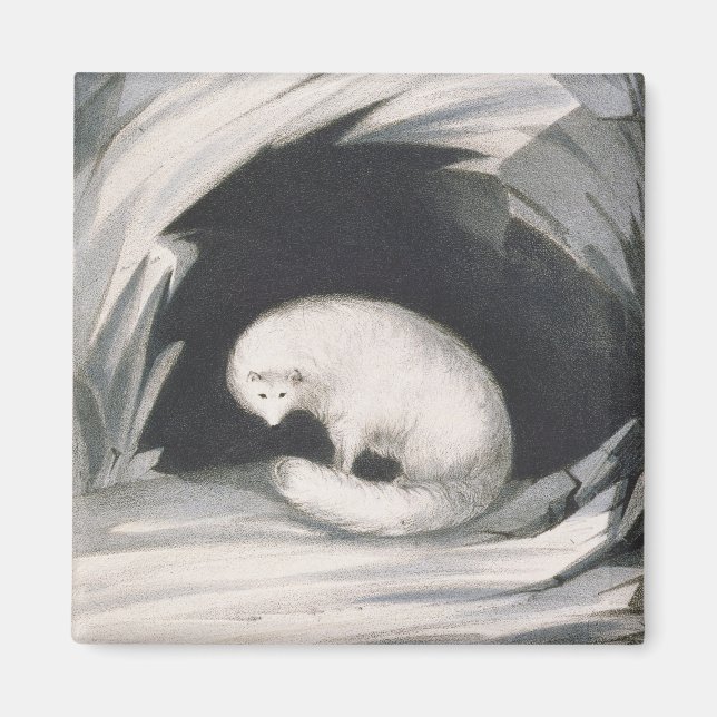 Arctic Fox, from 'Narrative of a Second Voyage in Magnet (Front)