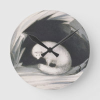 Arctic Fox, from 'Narrative of a Second Voyage in