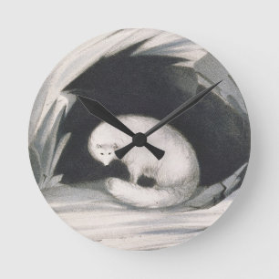 Arctic Fox, from 'Narrative of a Second Voyage in Round Clock
