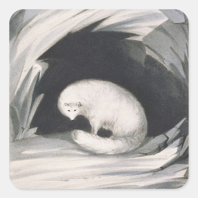 Arctic Fox, from 'Narrative of a Second Voyage in Square Sticker (Front)