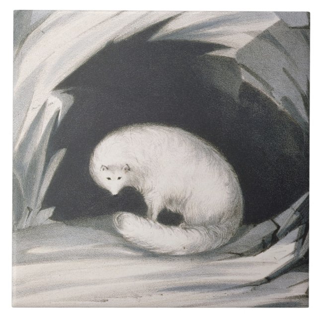 Arctic Fox, from 'Narrative of a Second Voyage in Tile (Front)