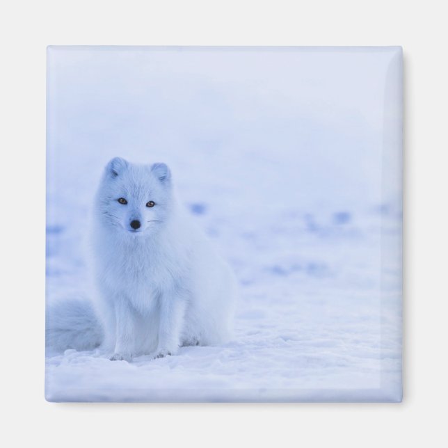 Arctic Fox, Iceland photograph Magnet (Front)