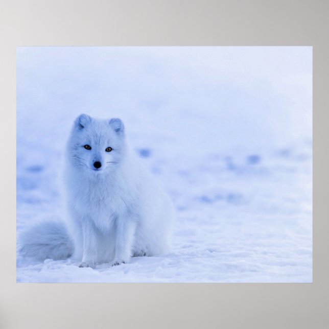 Arctic Fox, Iceland  Poster (Front)