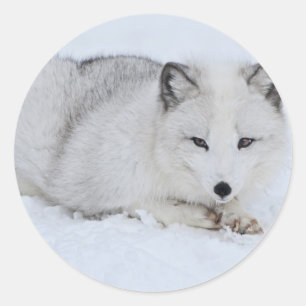 Arctic Fox in the Snow Classic Round Sticker