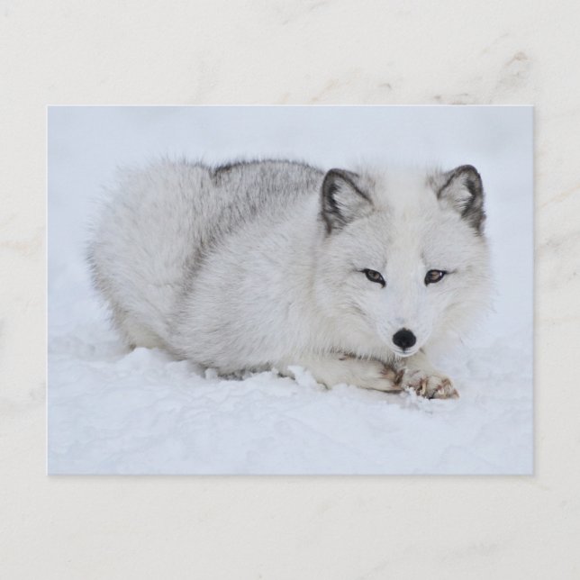 Arctic Fox in the Snow Postcard (Front)