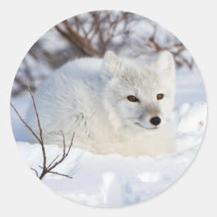 Arctic Fox in winter Classic Round Sticker