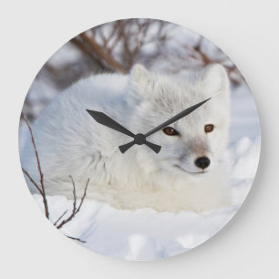 Arctic Fox in winter Large Clock