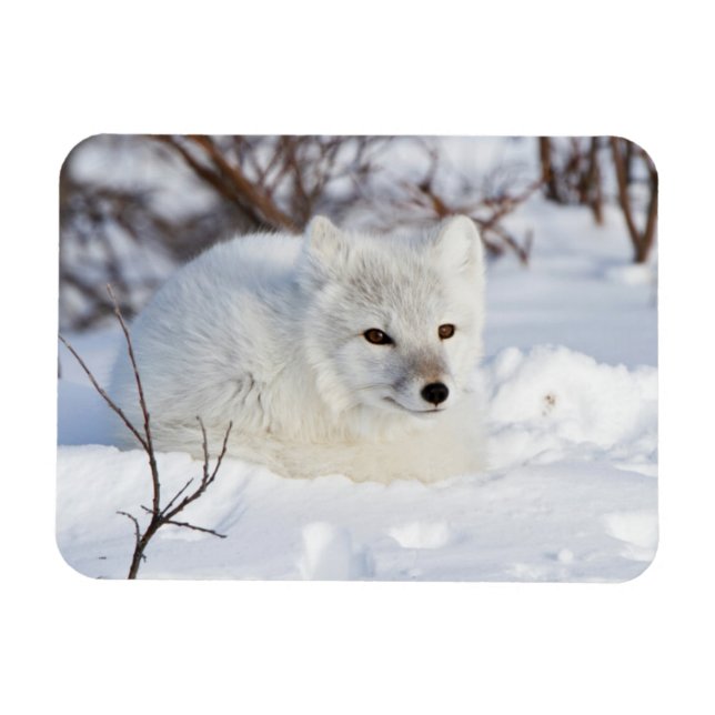 Arctic Fox in winter Magnet (Horizontal)