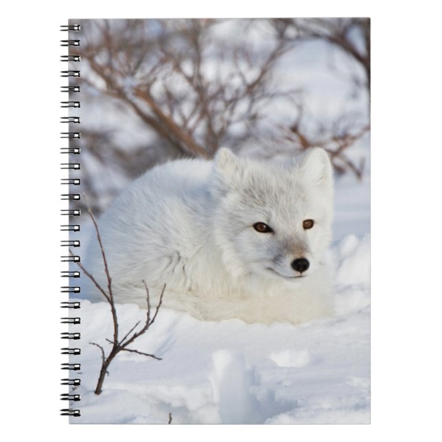 Arctic Fox in winter Notebook (Front)