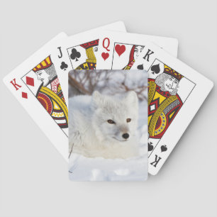 Arctic Fox in winter Playing Cards
