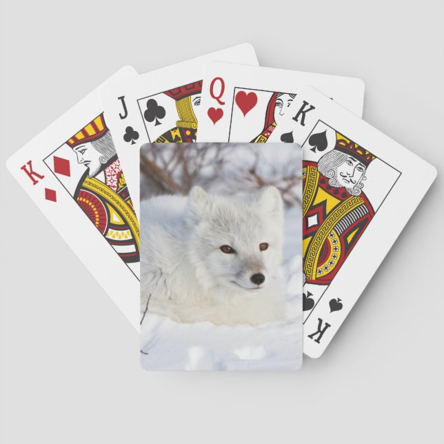 Arctic Fox in winter Playing Cards (Back)