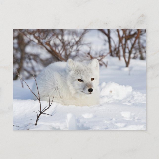 Arctic Fox in winter Postcard (Front)