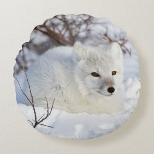 Arctic Fox in winter Round Cushion