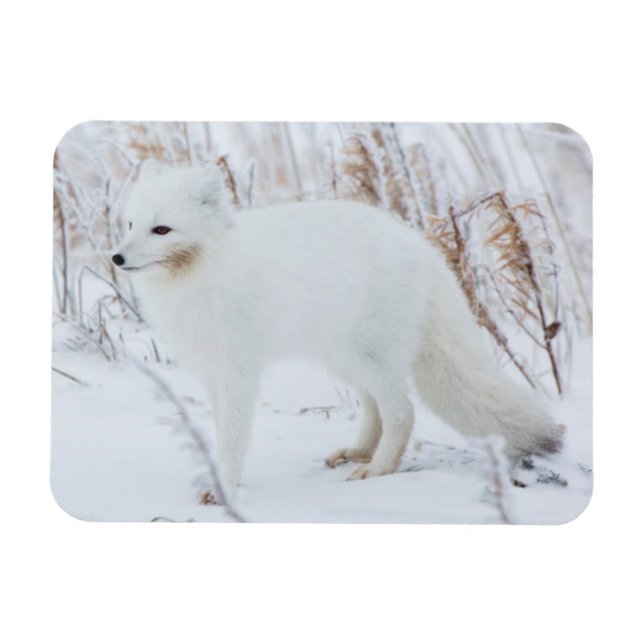 Arctic Fox Magnet (Horizontal)