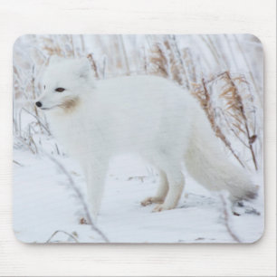 Arctic Fox Mouse Mat