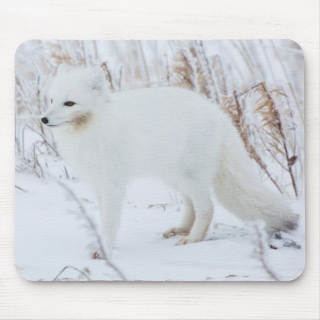 Arctic Fox Mouse Mat (Front)