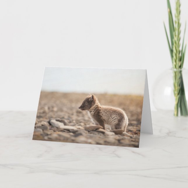 Arctic Fox Nature Photo Card (Front)