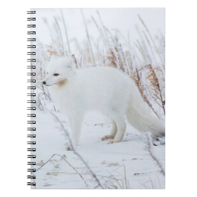 Arctic Fox Notebook (Front)