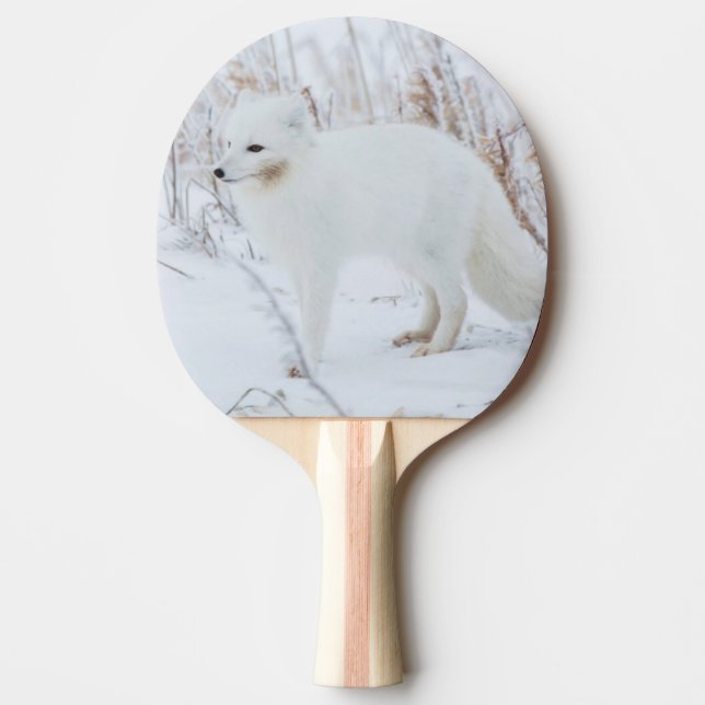 Arctic Fox Ping Pong Paddle (Front)