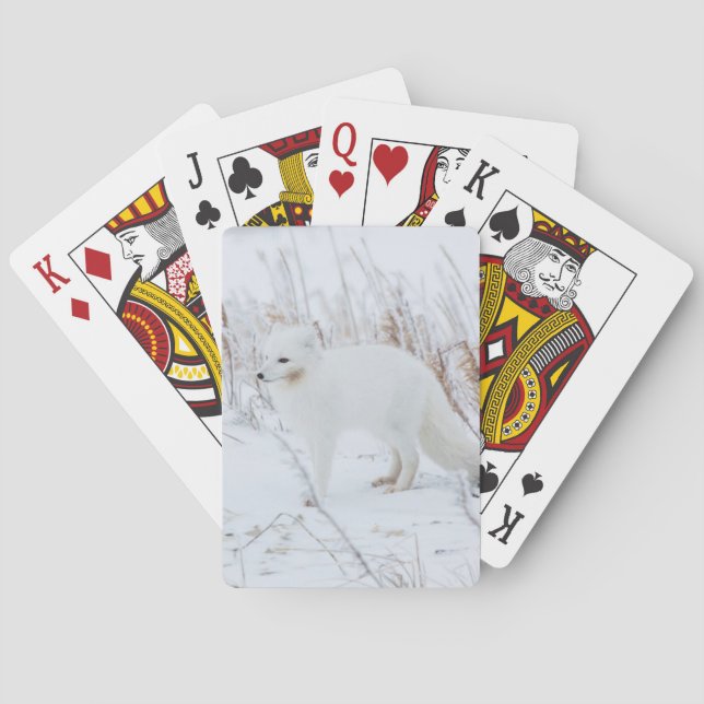 Arctic Fox Playing Cards (Back)